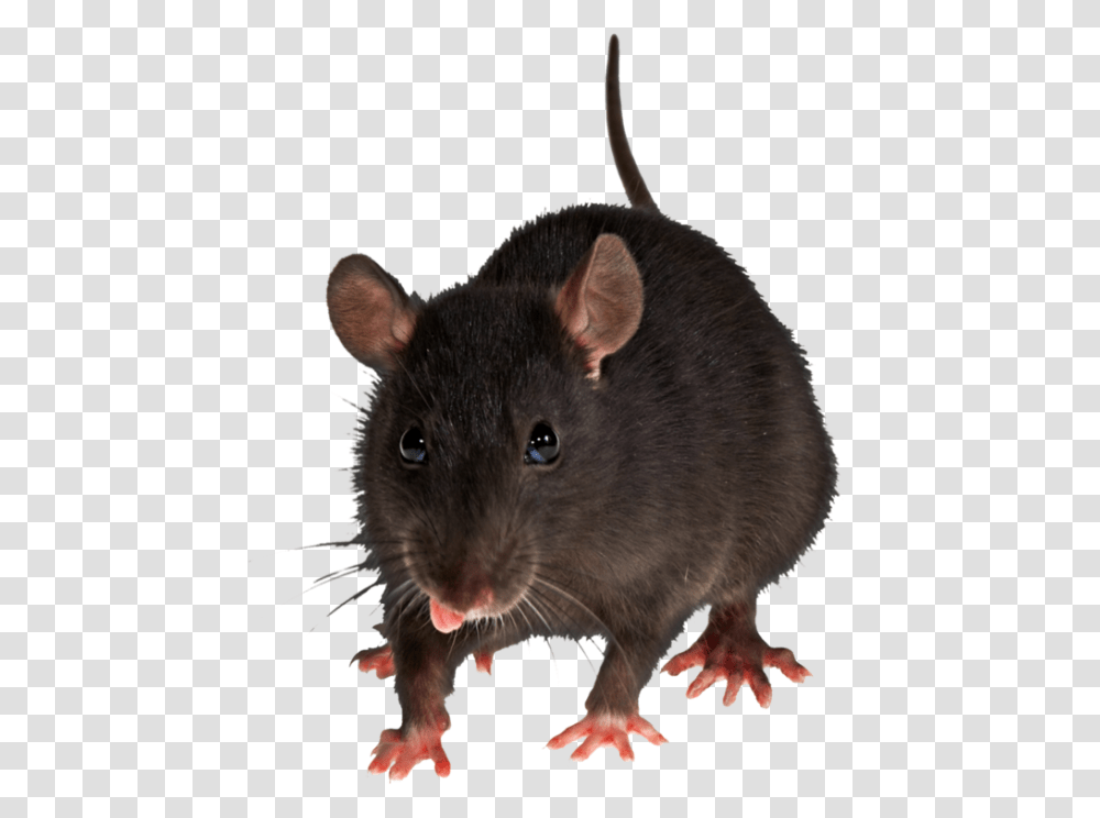 Rat Mouse, Animals, Rodent, Mammal Transparent Png