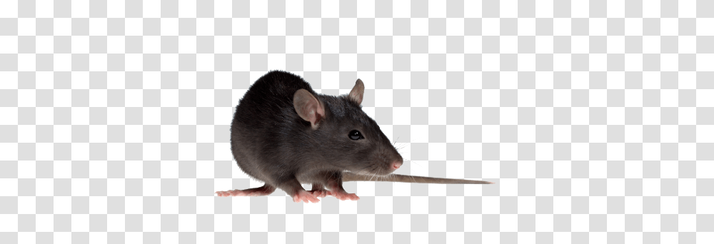 Rat Mouse, Animals, Rodent, Mammal Transparent Png