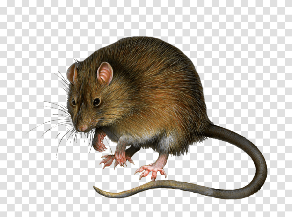 Rat Mouse, Animals, Rodent, Mammal Transparent Png