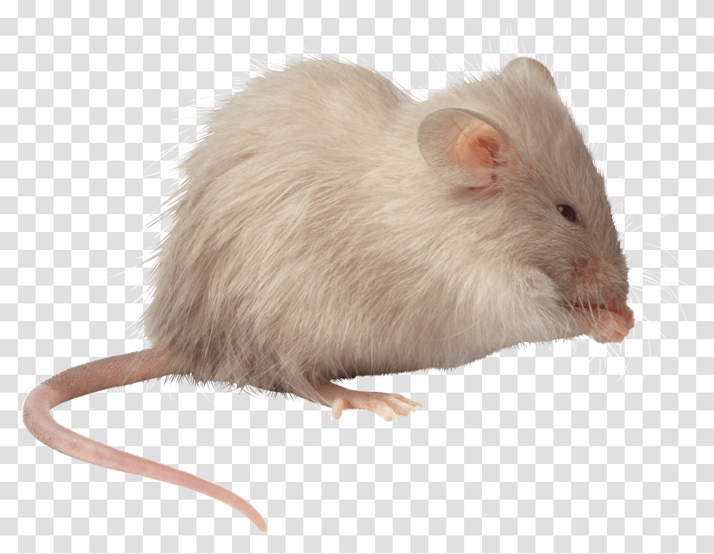 Rat Mouse, Animals Transparent Png