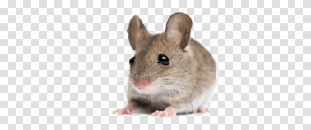 Rat Mouse Free Download Cute Mice, Rodent, Mammal, Animal, Pet Transparent Png