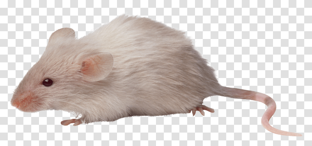 Rat Mouse Icon Clipart Mouse Animals, Rodent, Mammal, Rabbit, Bunny Transparent Png
