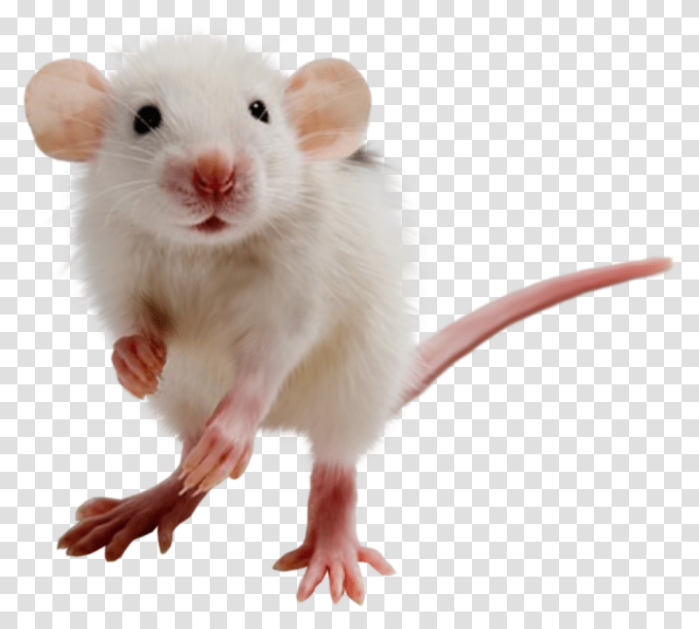 Rat Mouse Mice Free Images Pictures, Rodent, Mammal, Animal, Pet Transparent Png