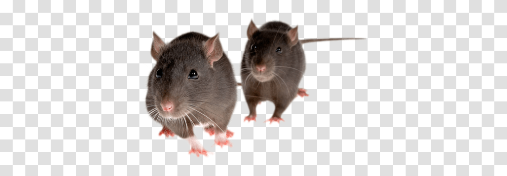 Rat Mouse Picture Mice, Rodent, Mammal, Animal, Pet Transparent Png