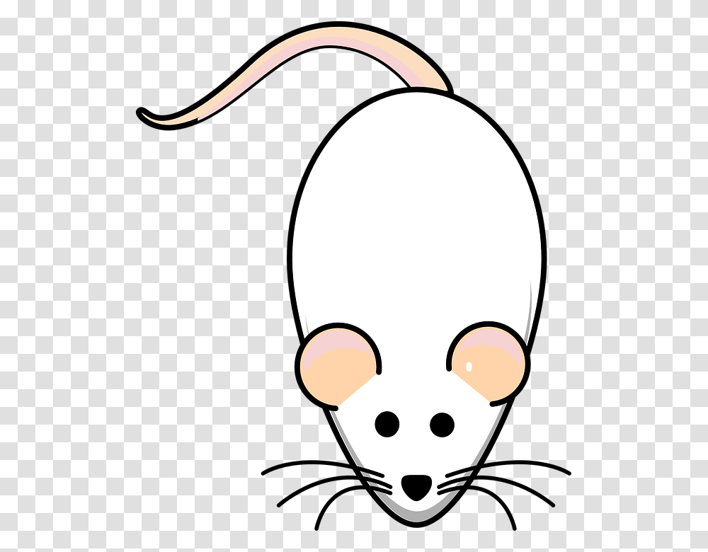 Rat Mouse White Albino Animal Mammal Lab Biology Animasi Tikus Putih, Lamp, Doodle, Drawing Transparent Png