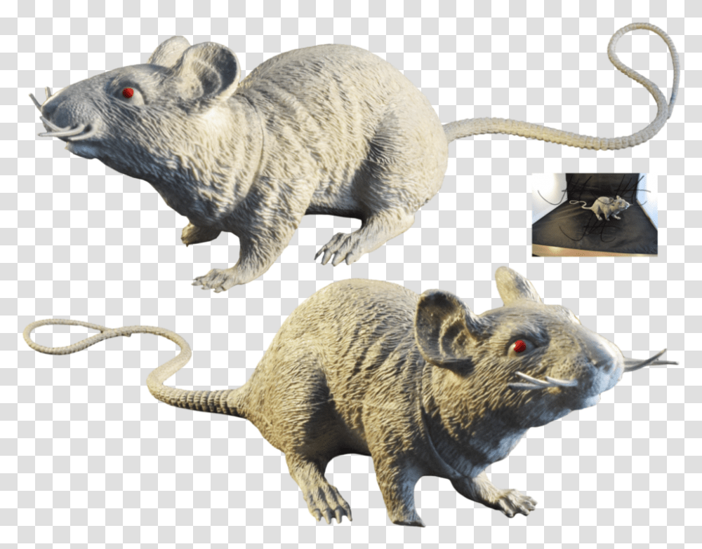 Rat Murids Mouse Muridae Wildlife Image With Rat, Animal, Mammal, Rodent, Bear Transparent Png