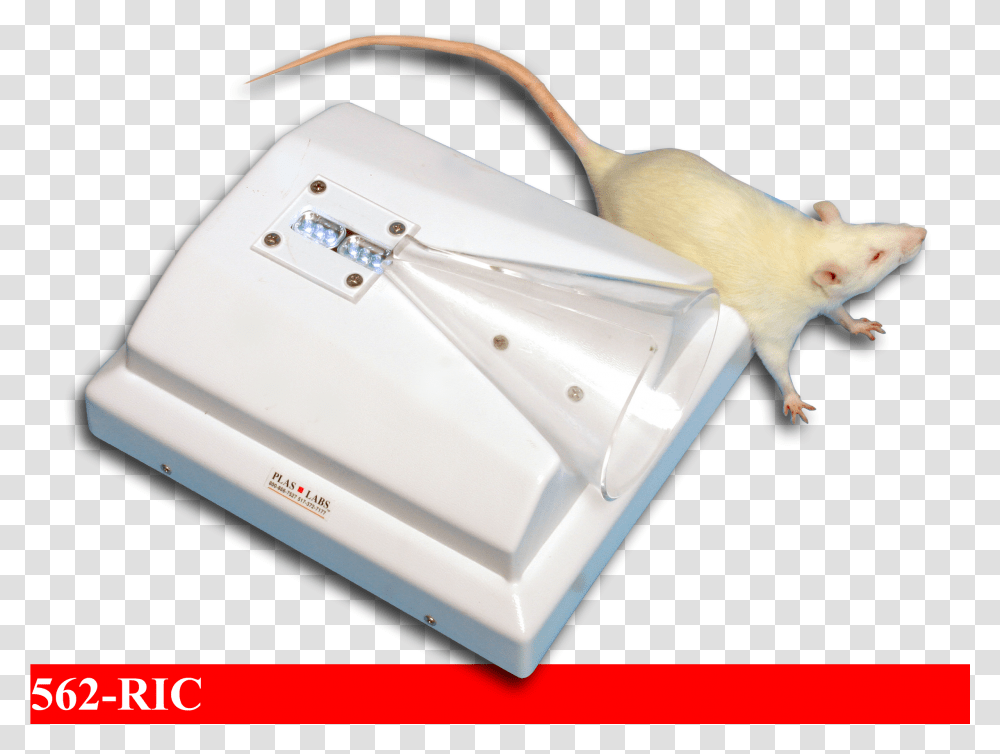 Rat, Plant, Electronics, Animal, Mammal Transparent Png