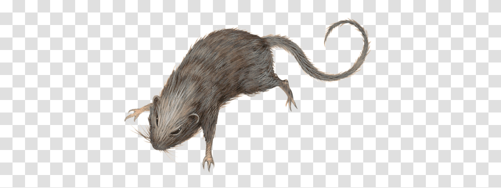 Rat Rat Dnd, Hog, Pig, Mammal, Animal Transparent Png