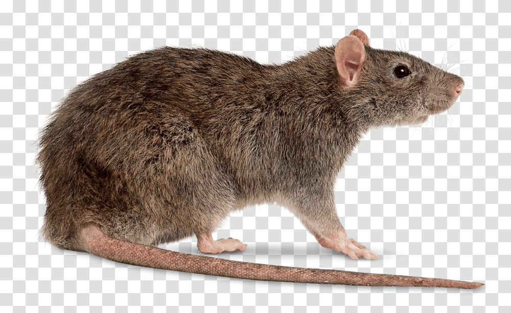 Rat, Rodent, Mammal, Animal, Bear Transparent Png