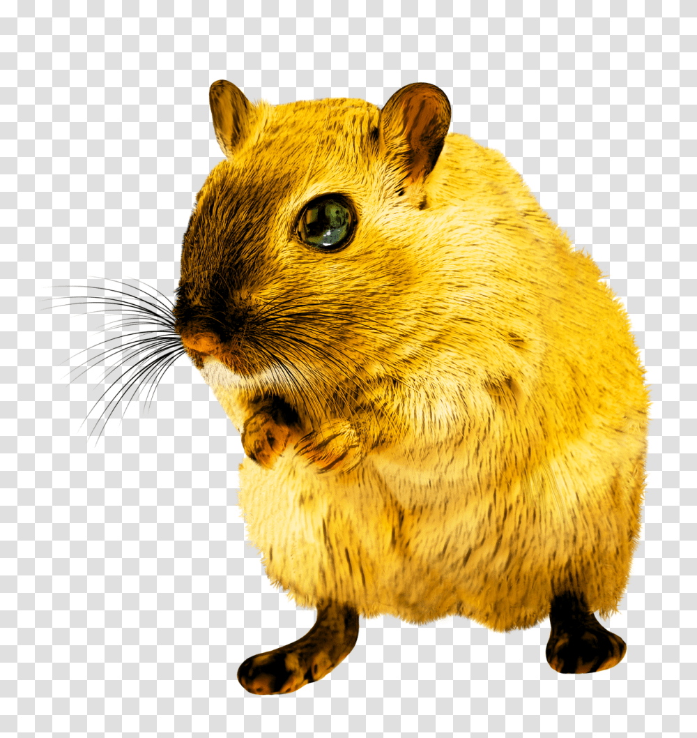 Rat Rodent, Mammal, Animal, Panther, Wildlife Transparent Png