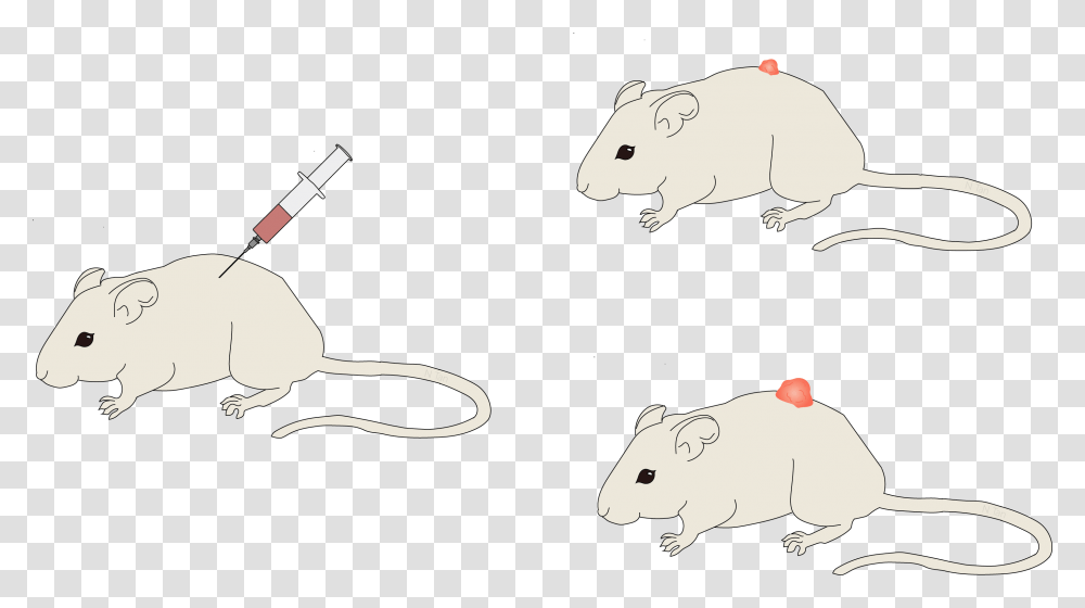 Rat, Rodent, Mammal, Animal, Pet Transparent Png