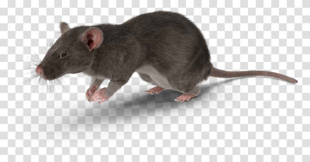 Rat, Rodent, Mammal, Animal Transparent Png