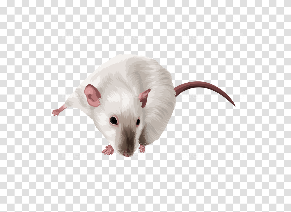 Rat, Rodent, Mammal, Animal Transparent Png