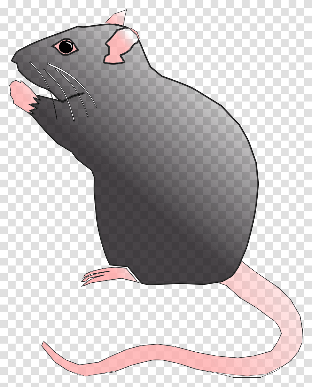 Rat Rodent Pest Mouse Animal Image Cute Rat Pic Cartoon, Mammal, Mole Transparent Png