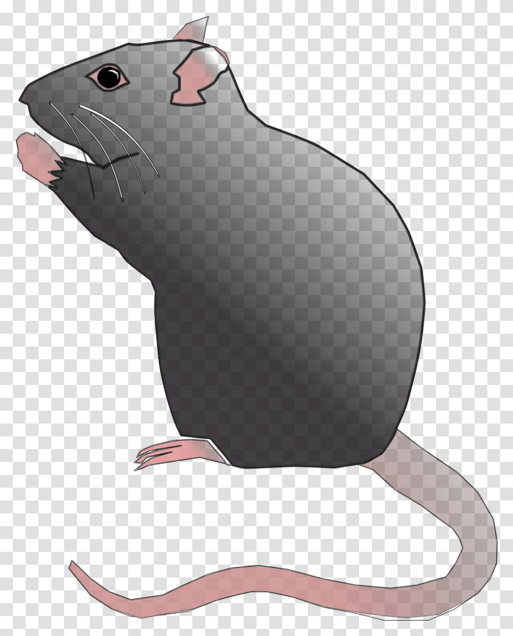 Rat Rodent Pest Mouse Animal, Mammal, Mole, Wildlife Transparent Png