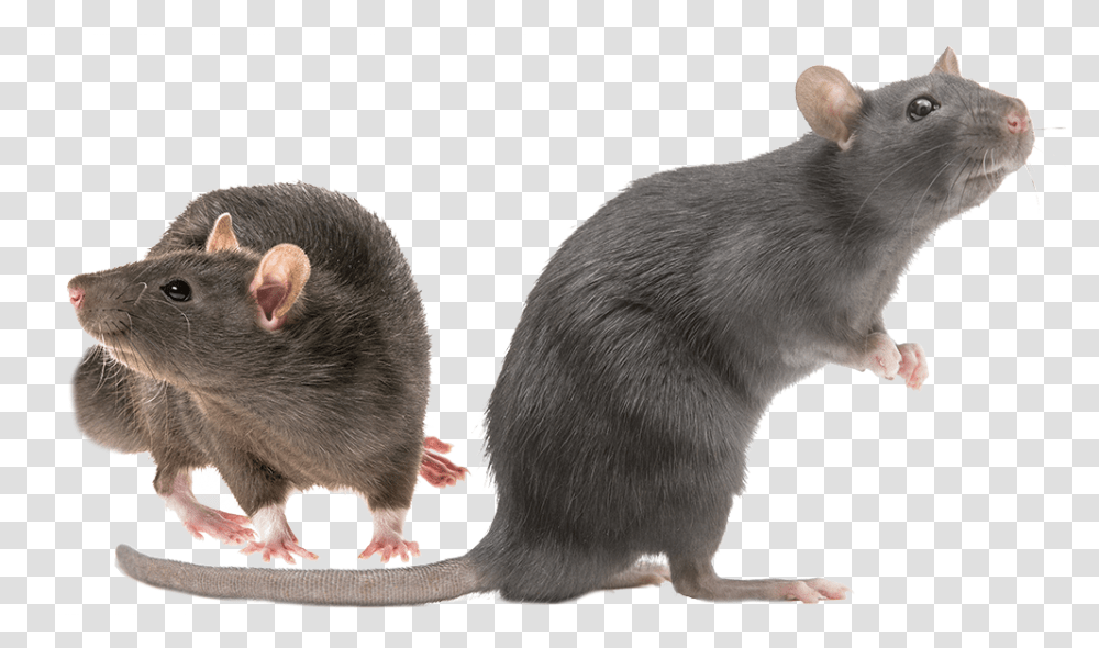 Rat Shutterstock, Rodent, Mammal, Animal, Pet Transparent Png
