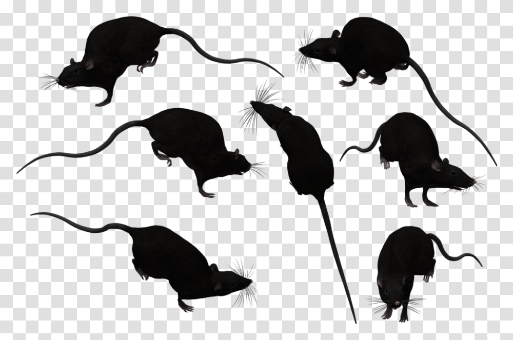 Rat Silhouette Portable Network Graphics, Plant, Flower, Bird, Animal Transparent Png