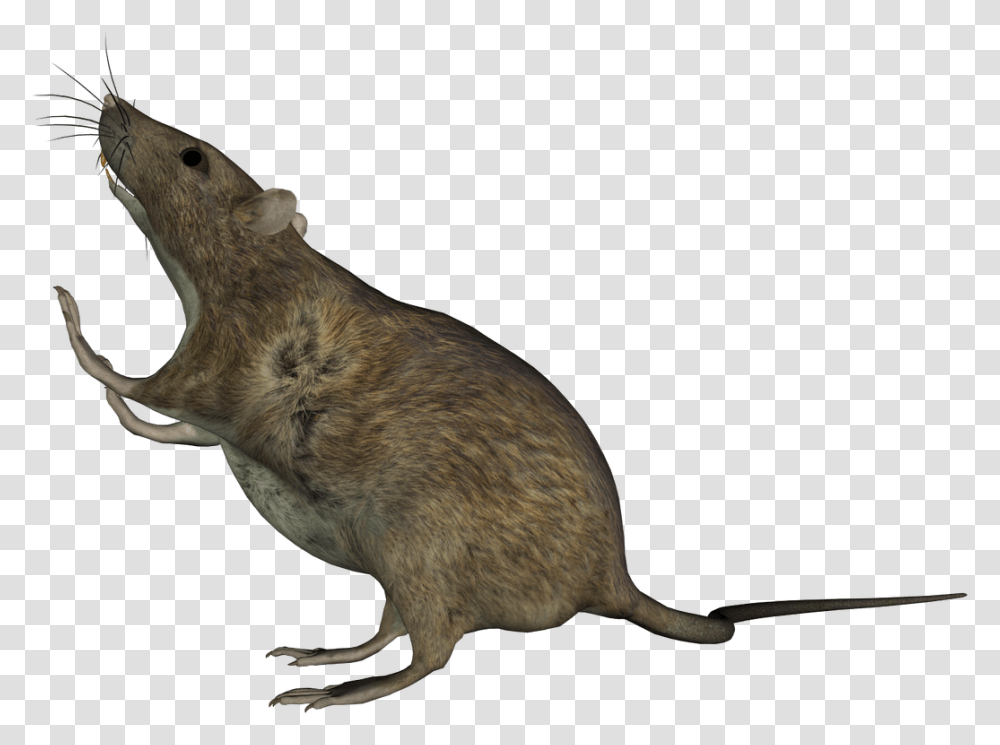 Rat Sitting Mouse, Kangaroo, Mammal, Animal, Wallaby Transparent Png