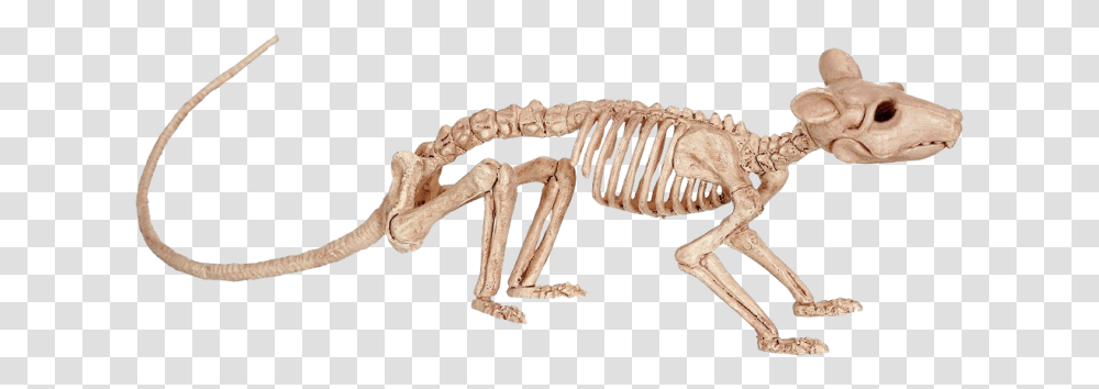 Rat Skeleton, Lizard, Reptile, Animal, Dinosaur Transparent Png
