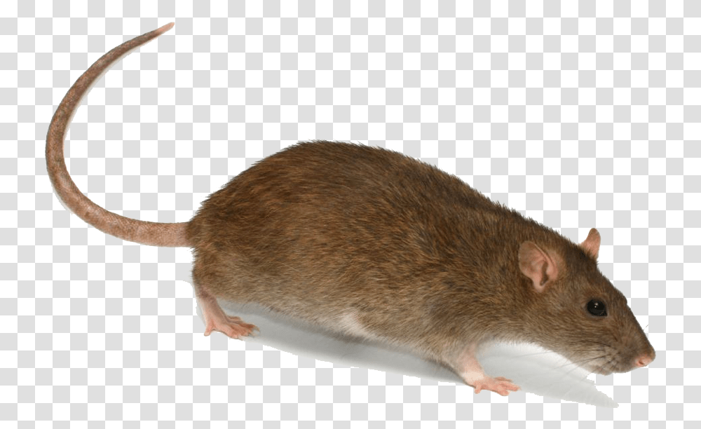 Rat With A Hat, Rodent, Mammal, Animal, Pet Transparent Png