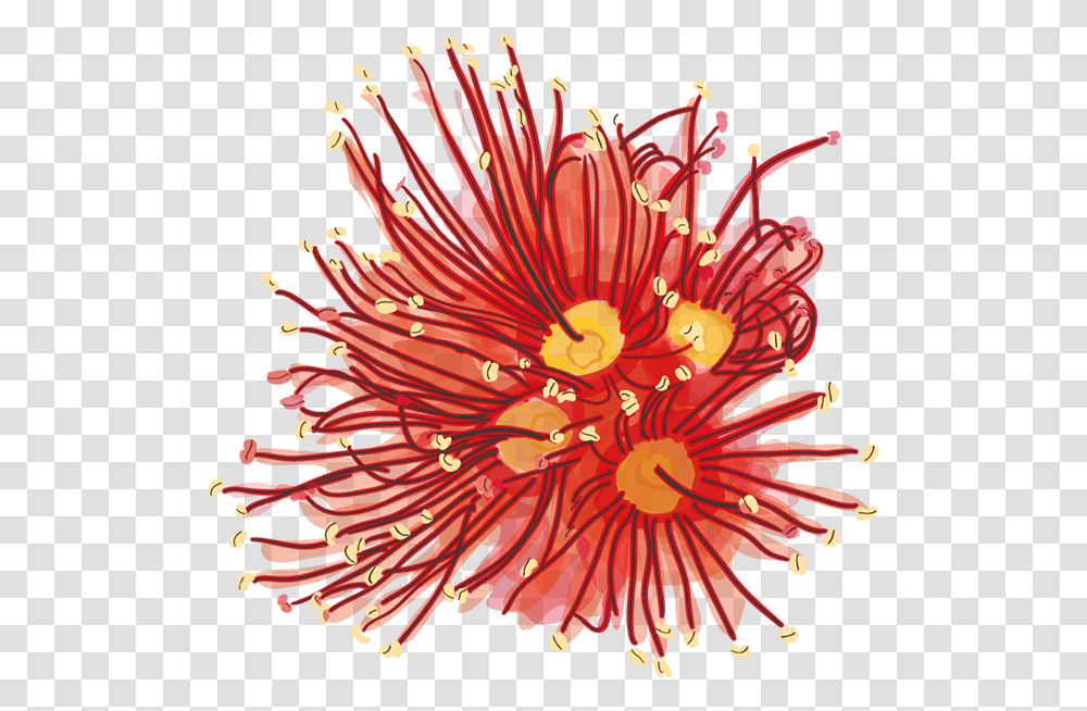 Rata Flower, Anther, Plant, Nature, Outdoors Transparent Png