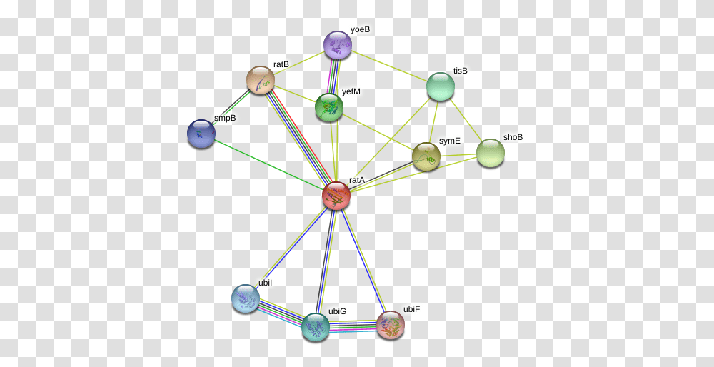 Rata Protein, Network, Bow, Diagram, Building Transparent Png