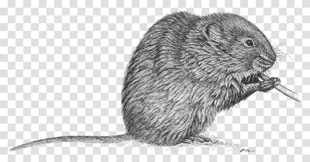 Rata Rata De Agua Dibujo, Rodent, Mammal, Animal, Bird Transparent Png