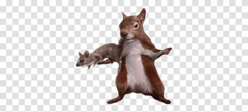 Ratatata Bang Gif Ratatata Bangbang Fingergun Discover & Share Gifs Eurasian Red Squirrel, Mammal, Animal, Rodent, Dog Transparent Png