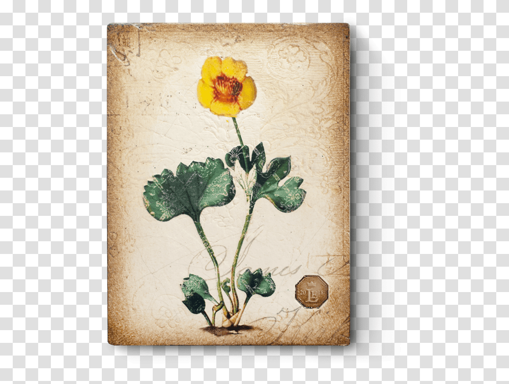 Rated R Buttercup, Plant, Flower, Blossom, Greeting Card Transparent Png