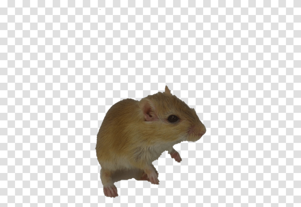 Rato Fundo Transparente, Rodent, Mammal, Animal, Hamster Transparent Png