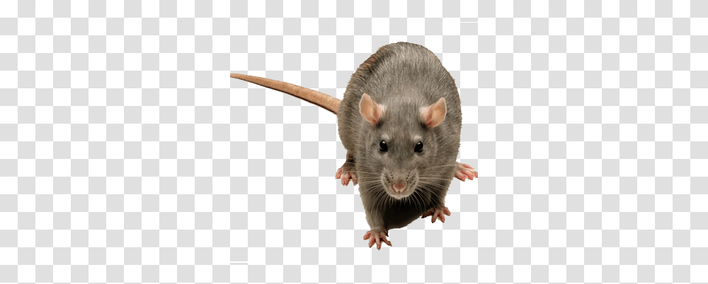 Rats And Rodent Control Norway Rat, Mammal, Animal Transparent Png