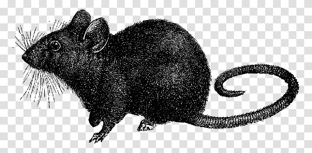 Rats Black Death Rat, Animal, Mammal, Rodent, Wildlife Transparent Png