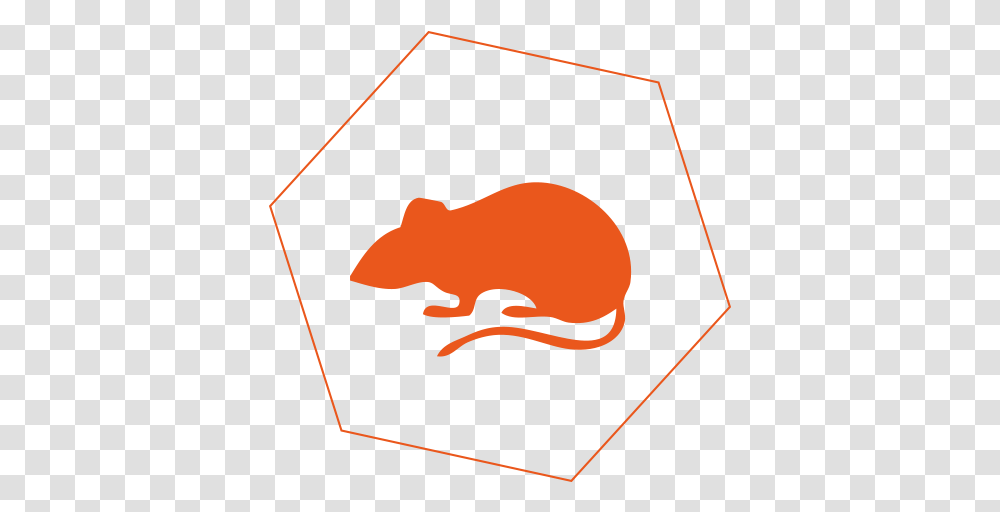 Rats Orange Rat, Animal, Mammal, Wildlife, Aardvark Transparent Png