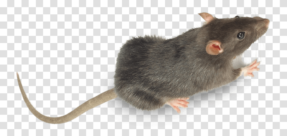 Rats Pest Control Treatment From Sudden Death Marsh Rice Rat, Rodent, Mammal, Animal, Pet Transparent Png