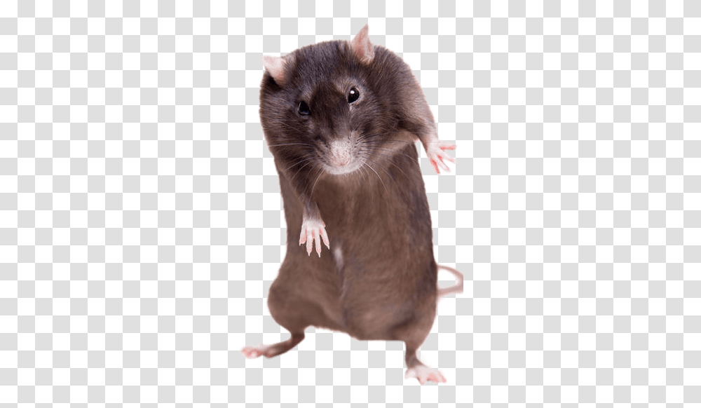 Ratstanding Up White Background Rat Standing Up White Background, Rodent, Mammal, Animal, Pet Transparent Png