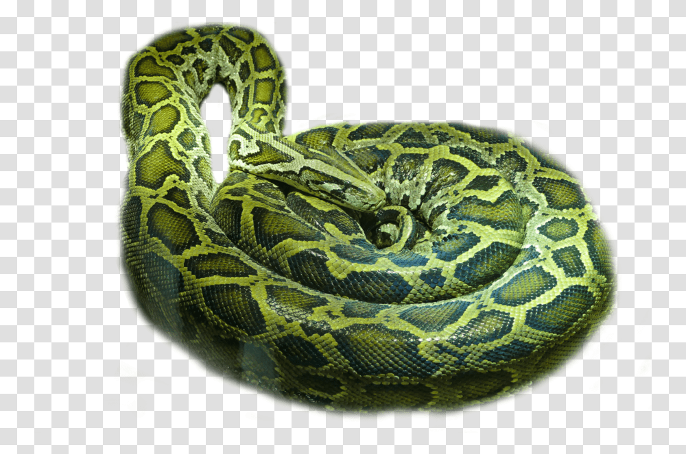 Rattlesnake Boa Constrictor Jibia, Reptile, Animal, Rock Python, Anaconda Transparent Png