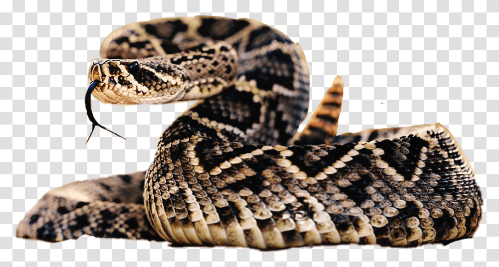 Rattlesnake Dangerous Snakes, Reptile, Animal Transparent Png