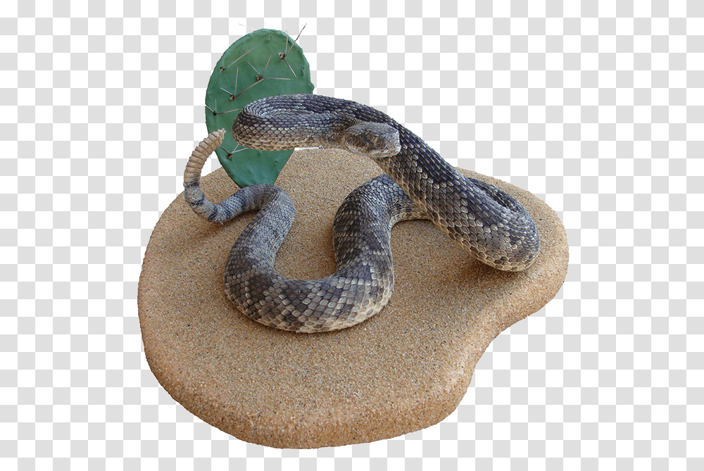 Rattlesnake Hognose Boa Constrictor Kingsnakes Serpent, Reptile, Animal, Cobra Transparent Png