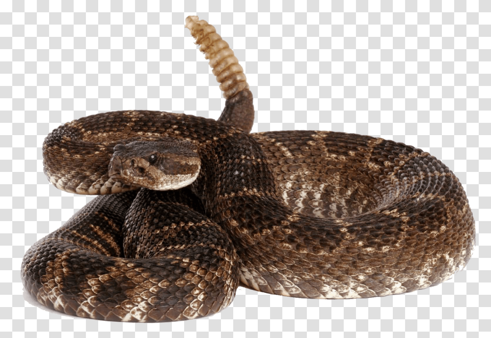 Rattlesnake Images Rattlesnake, Reptile, Animal, Lizard Transparent Png