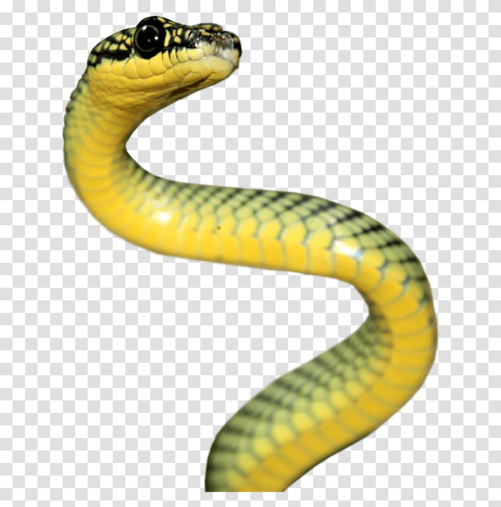 Rattlesnake Reptile Vipers Elapidae Serpent, Animal, Banana, Fruit, Plant Transparent Png
