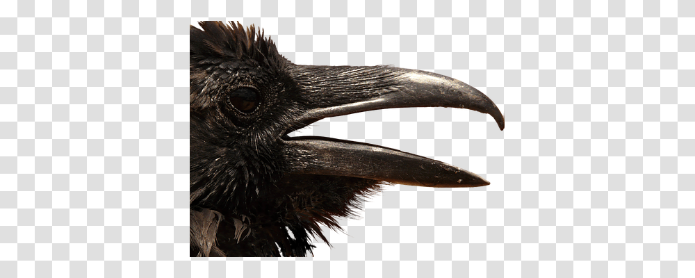 Raven Animals, Beak, Bird, Crow Transparent Png