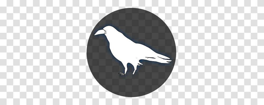 Raven Animals, Bird, Crow, Silhouette Transparent Png