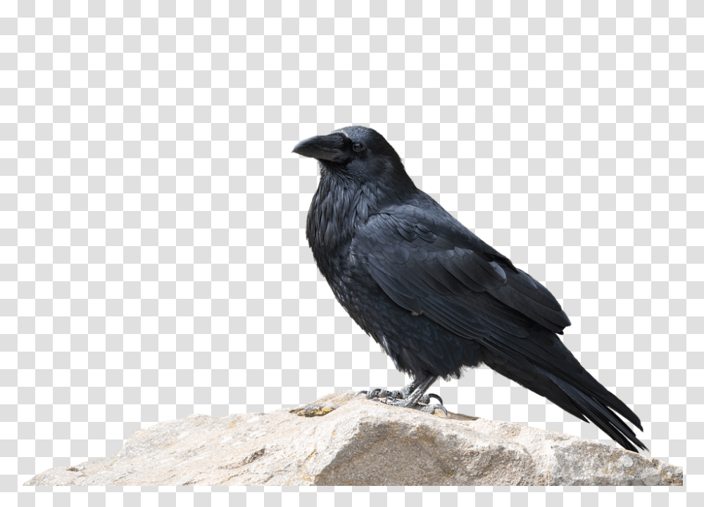 Raven 960, Animals, Bird, Crow, Blackbird Transparent Png