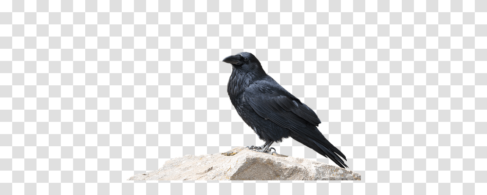 Raven Nature, Bird, Animal, Crow Transparent Png