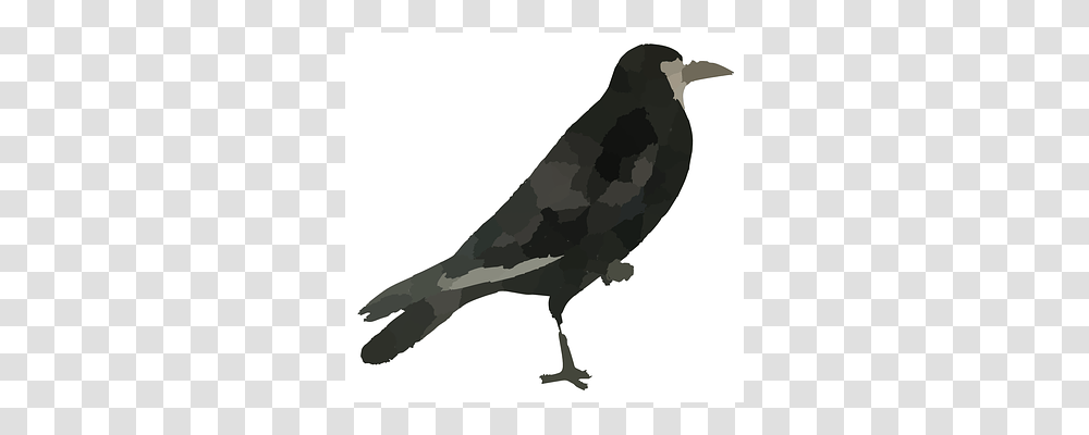 Raven Bird, Animal, Crow, Blackbird Transparent Png