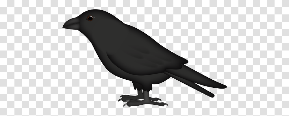Raven, Animal, Bird, Blackbird, Agelaius Transparent Png