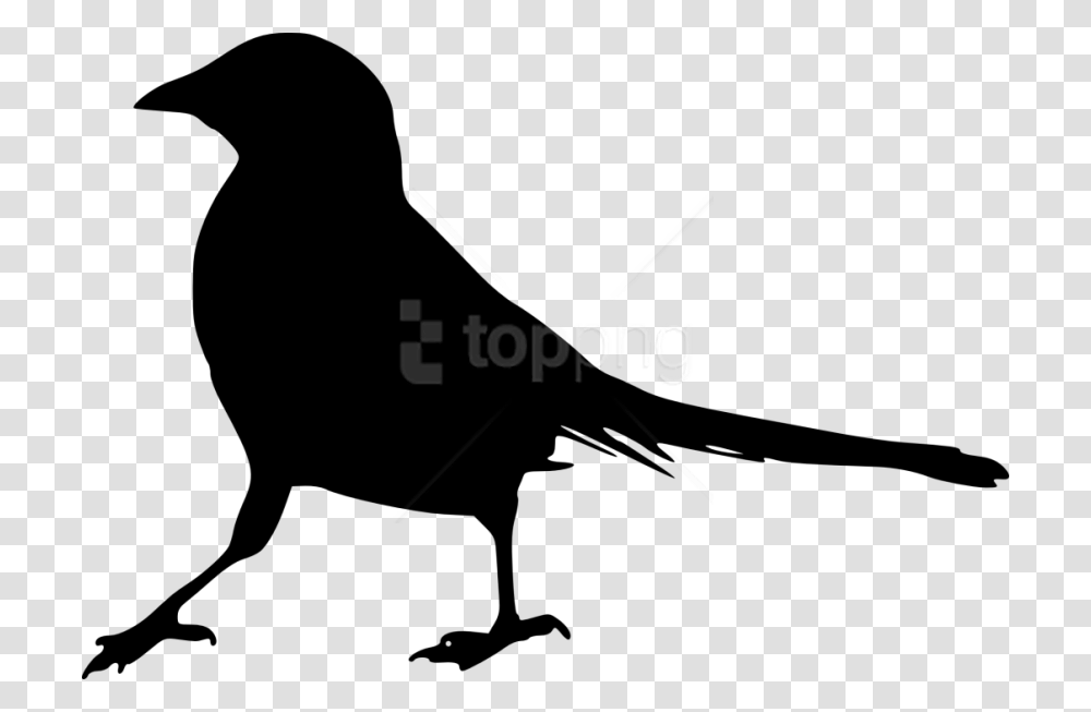 Raven, Animal, Bird, Blackbird, Agelaius Transparent Png