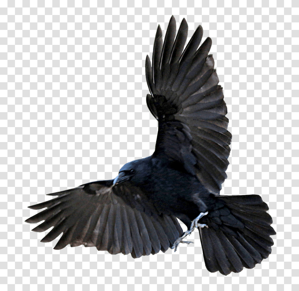 Raven, Animals, Bird, Blackbird, Agelaius Transparent Png
