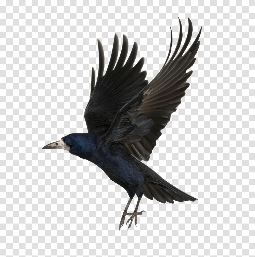 Raven, Animals, Bird, Blackbird, Agelaius Transparent Png