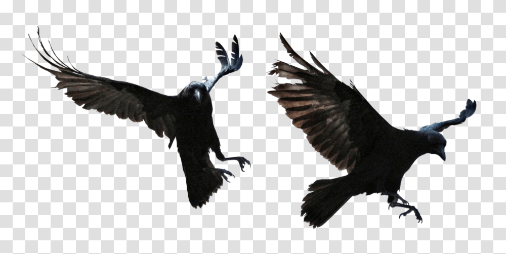 Raven, Animals, Bird, Buzzard, Hawk Transparent Png